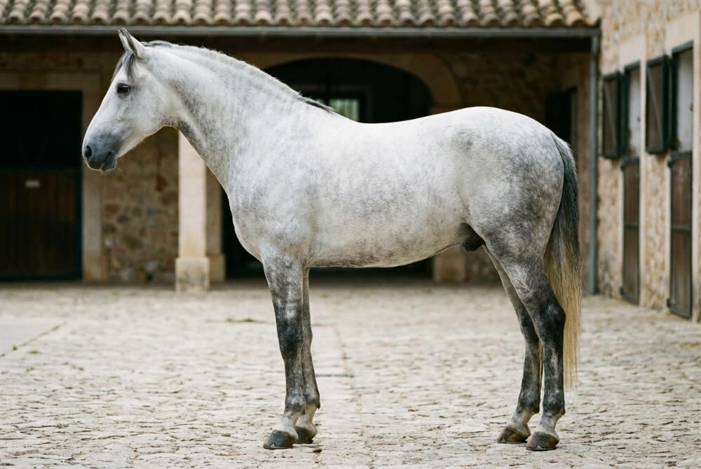 Koń andaluzyjski w profilu pokazujący zwartą, barokową sylwetkę i krótki tułów.