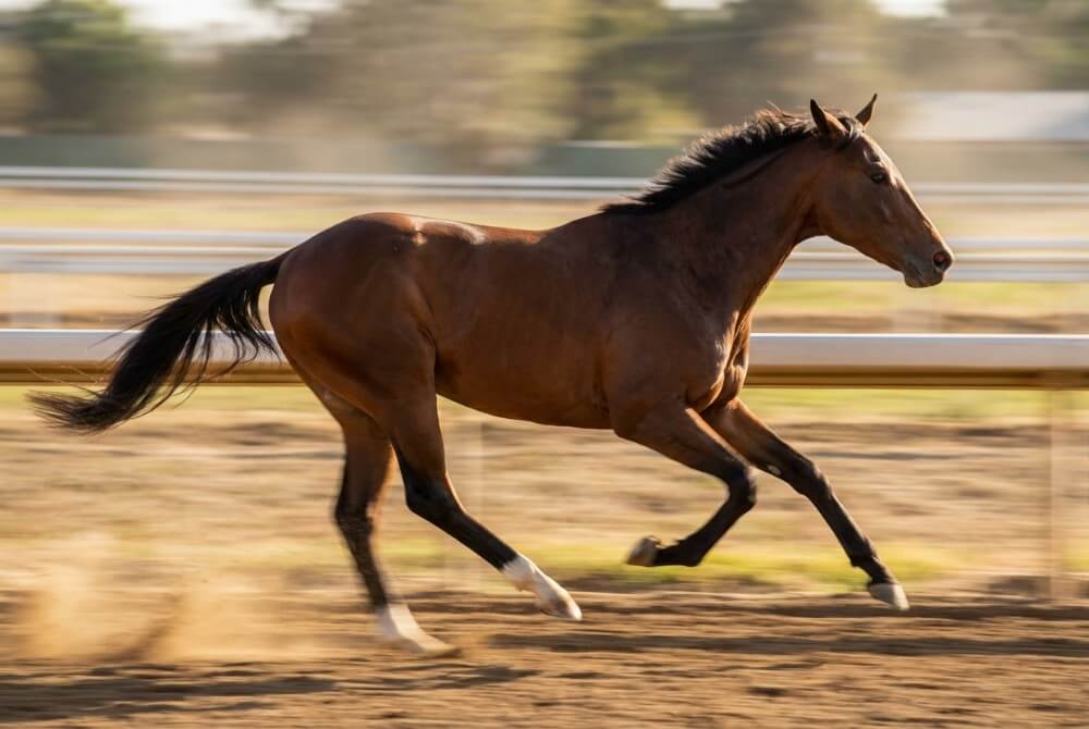 Koń pełnej krwi angielskiej galopujący z długim wykrokiem i smukłą szyją.