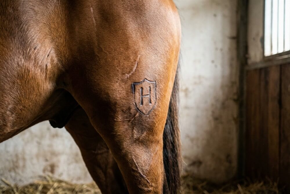 Piętno rasowe holsztyna na lewym udzie źrebięcia, tarcza z literą H.