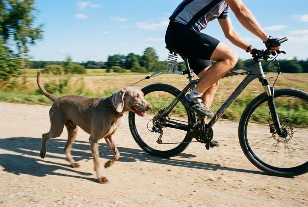 Wyżeł weimarski biegnie bezpiecznie przy rowerze przypięty do uchwytu typu springer, amortyzującego szarpnięcia.